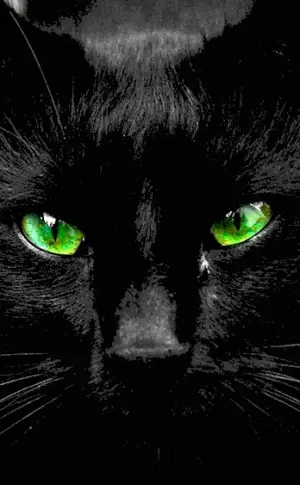 Bombay cat