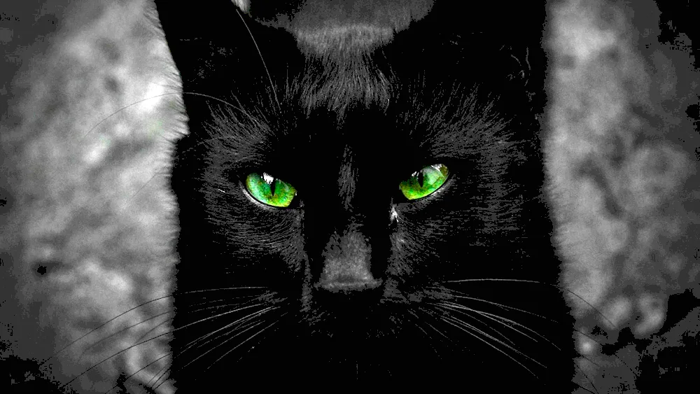 Bombay cat