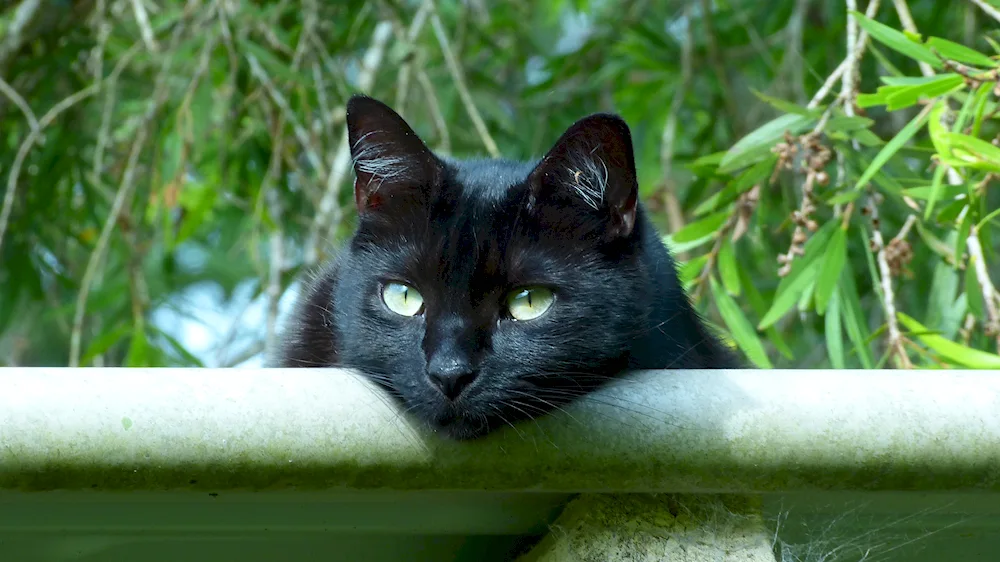 Bombay cat