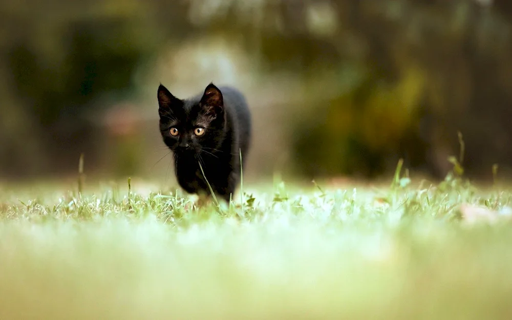 Bombay cat