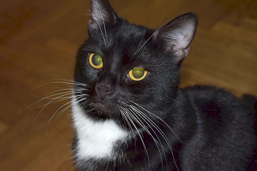 Siberian bicolour shorthair cat