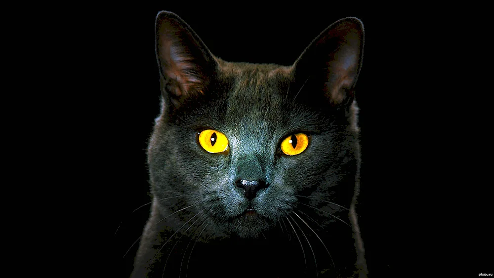 Bombay cat with green eyes cat black cat with yellow eyes