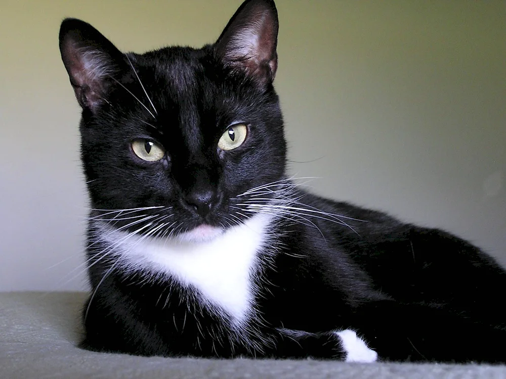 Siberian bicolour shorthair cat