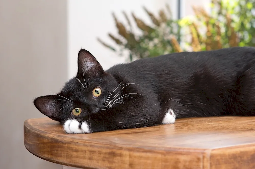 Bombay cat lop-eared