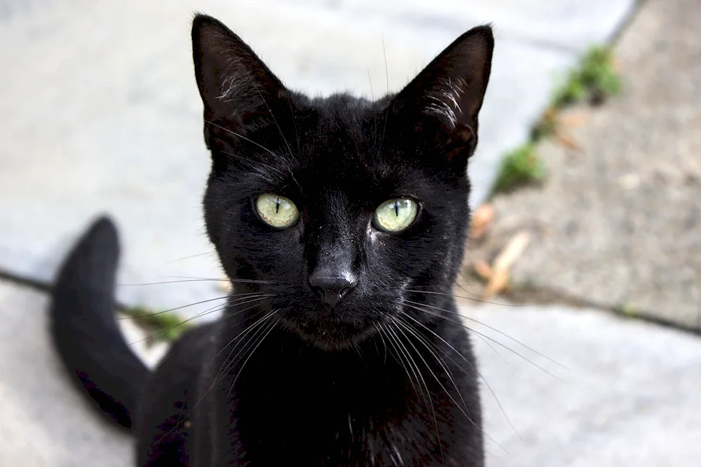 Black cat with white chest