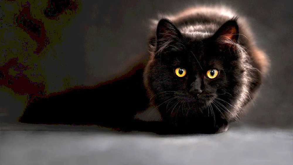 Bombay cat long-haired