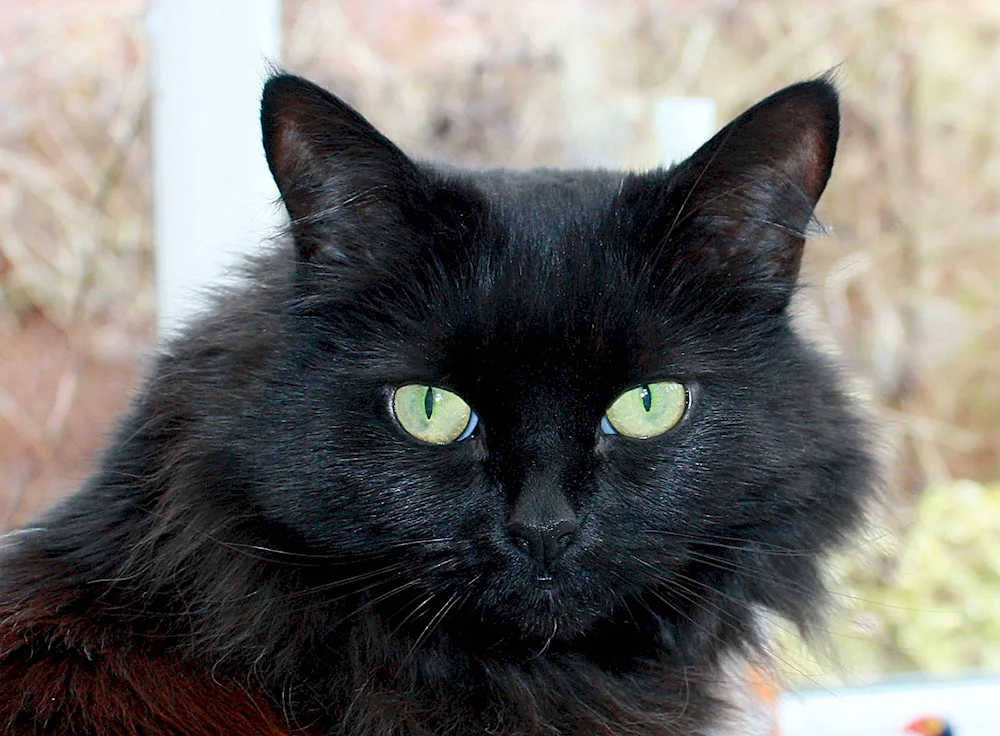 Bombay long-haired cat