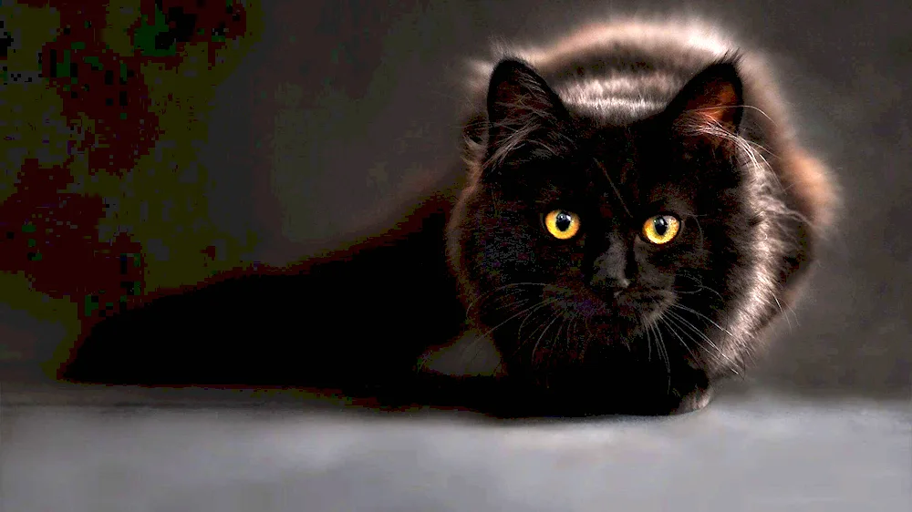 Bombay cat long-haired