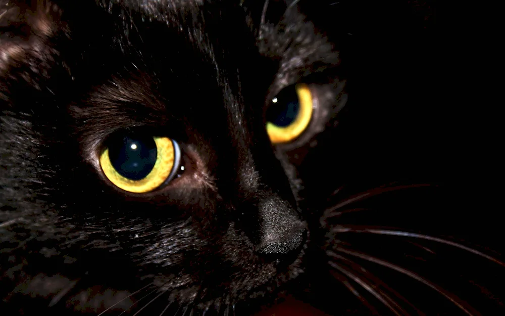 Bombay cat
