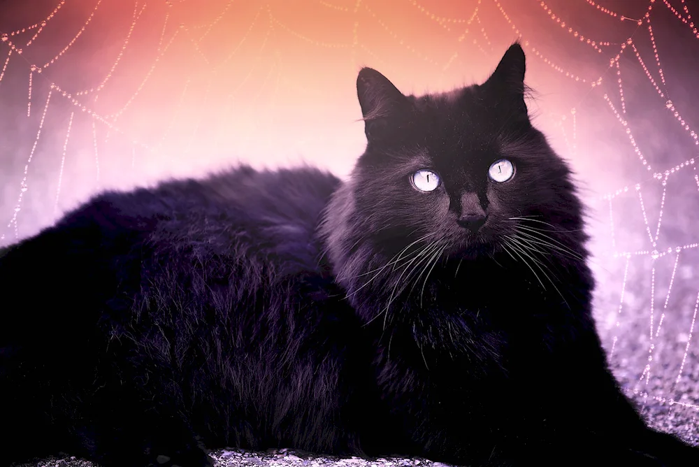 Bombay cat long-haired