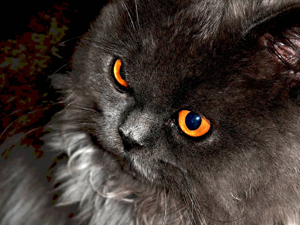 Black cat on the road