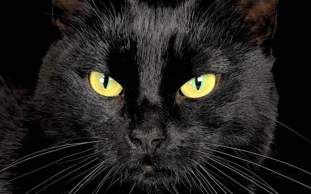 Black cat