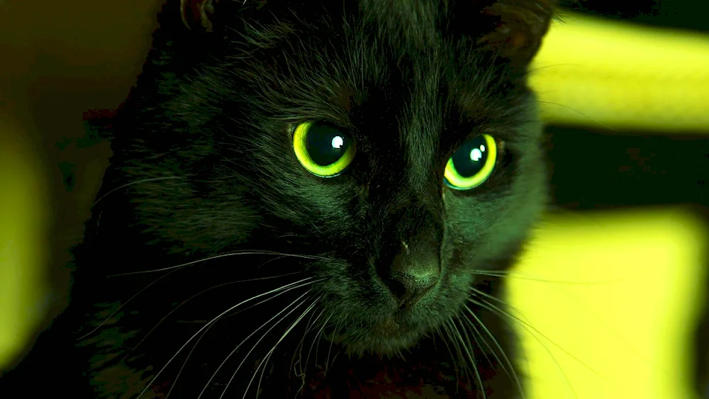 Bombay cat fluffy