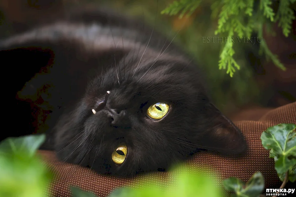 Bombay cat fluffy