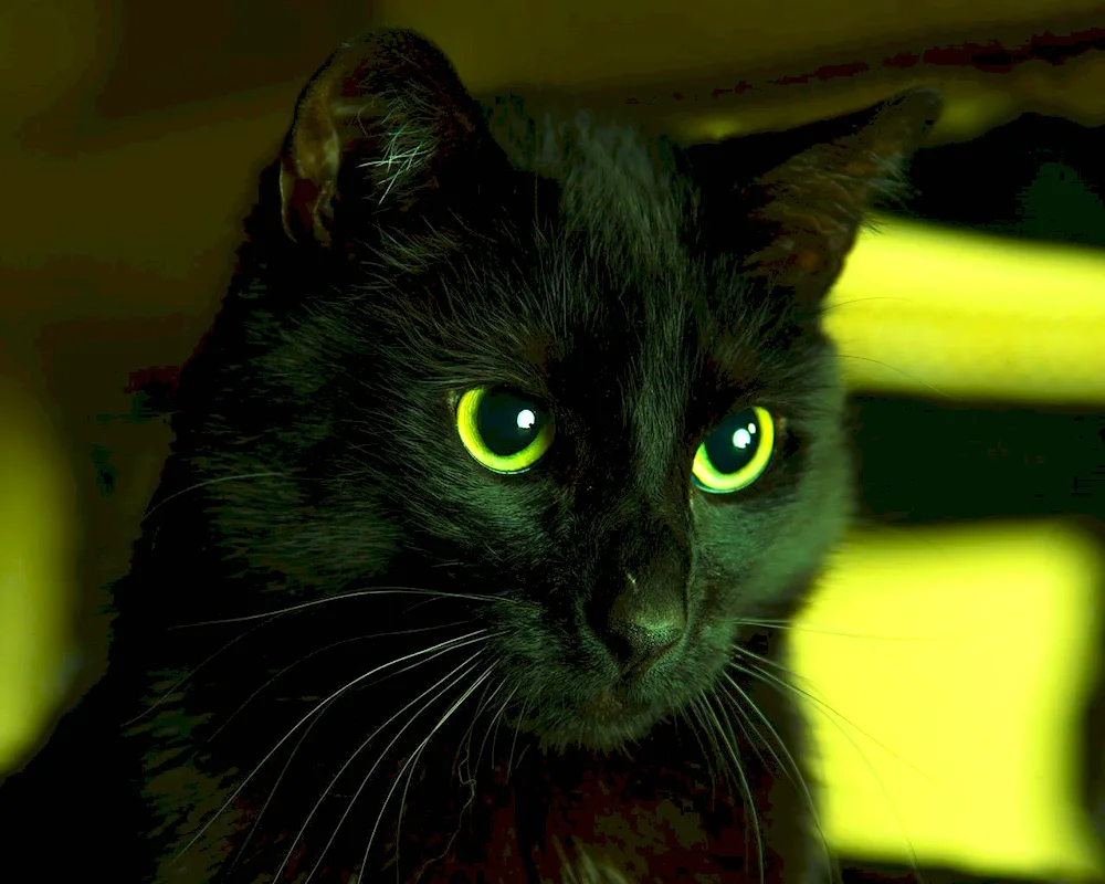 Bombay cat fluffy