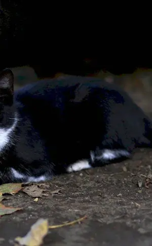 Bombay cat with white chest