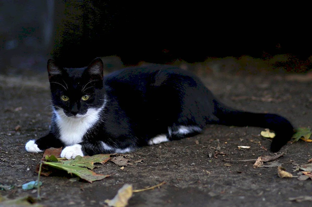 Bombay cat with white chest