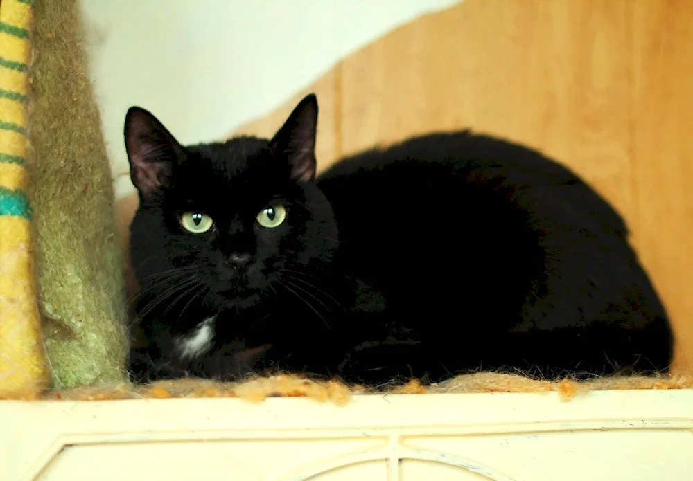 European shorthair cat black and white. white