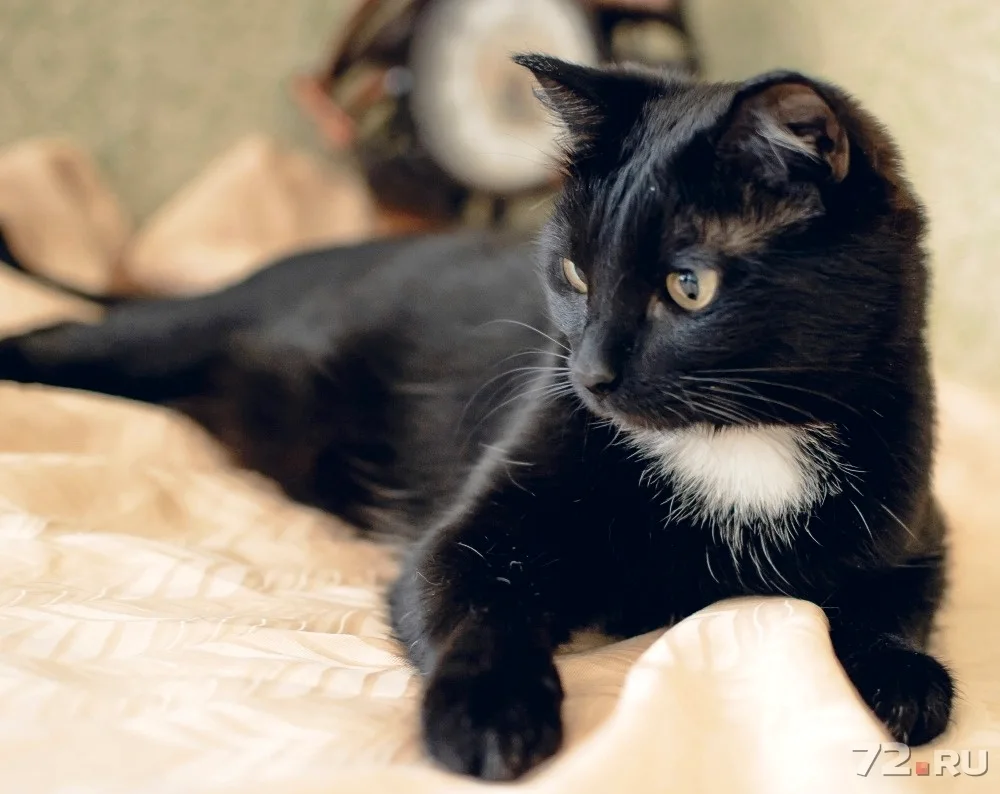 Black cat with white chest