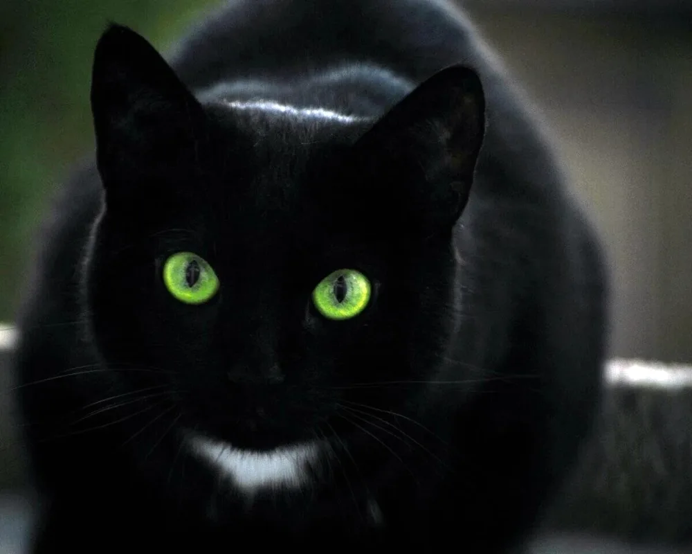 Bombay cat with green eyes