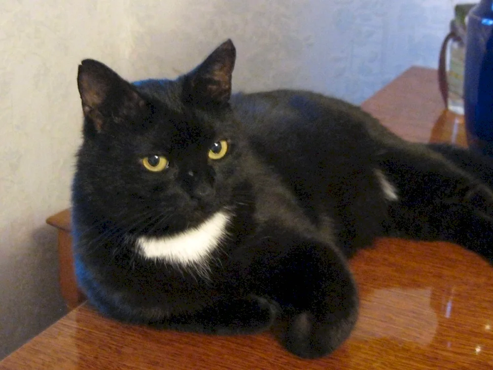 Black Siberian cat with white chest