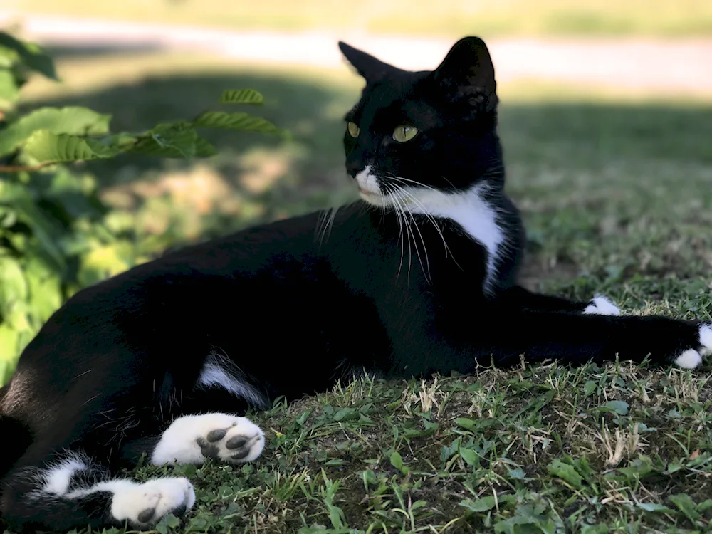 Bombay cat breed