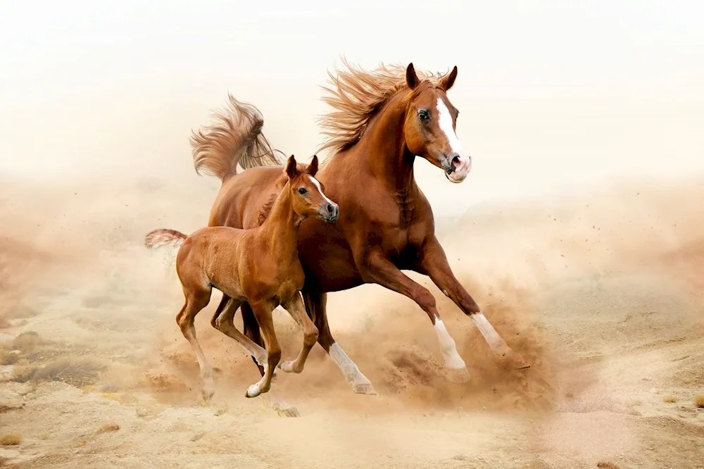 Bonnie Marris horses