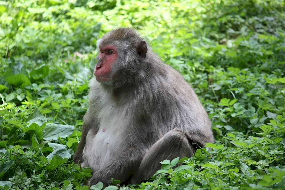 Bonobo monkey