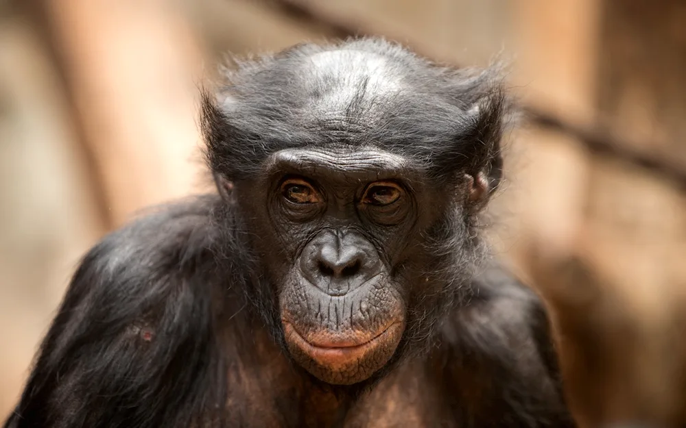 Bonobo monkey