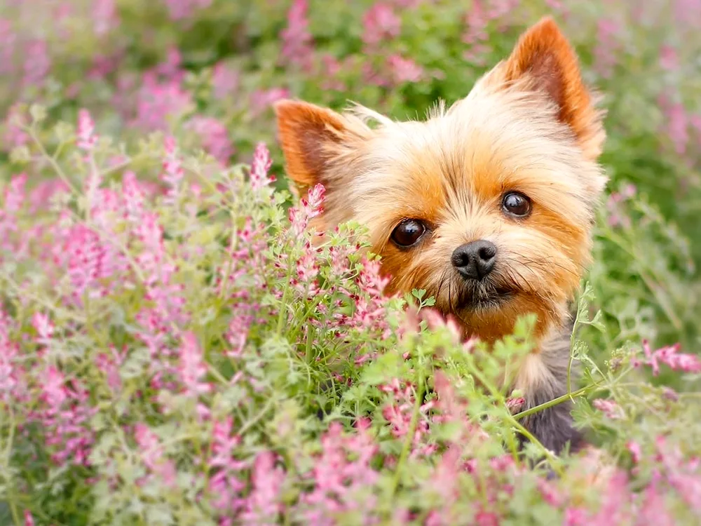 Western Siberian Spitz