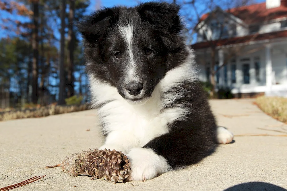 Border collie black and white