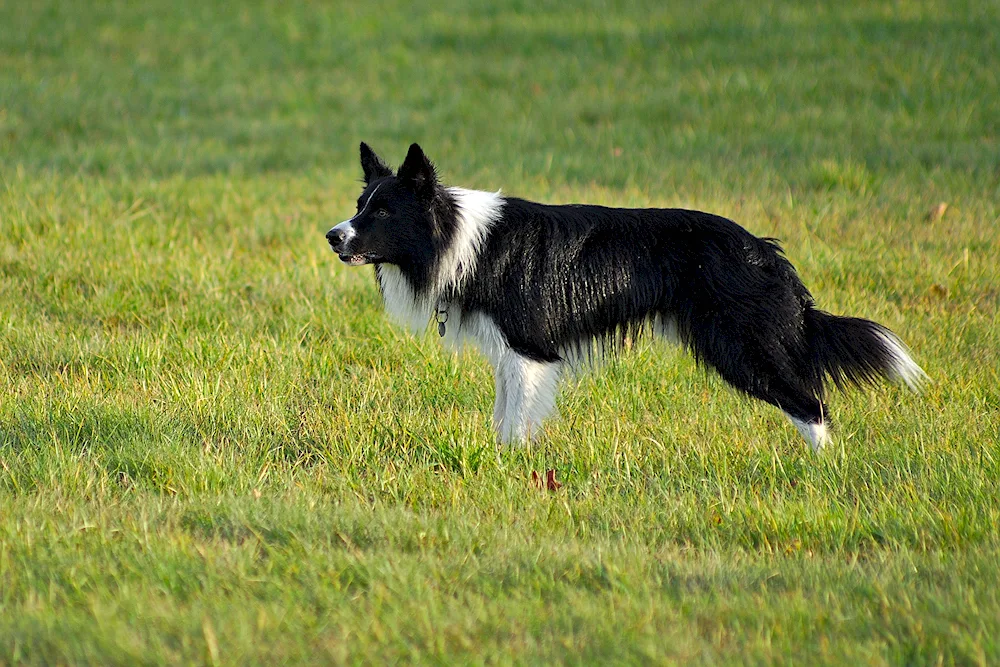 Border collie