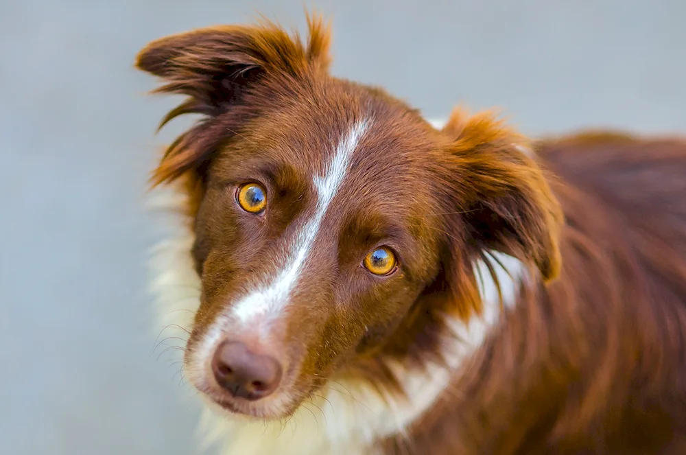 Border collie mongrel