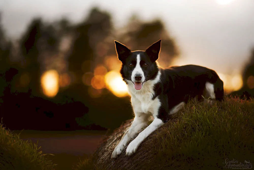 Border Collie smooth-haired