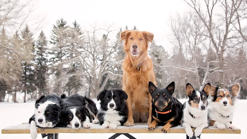 Border Collie and Dobermaner