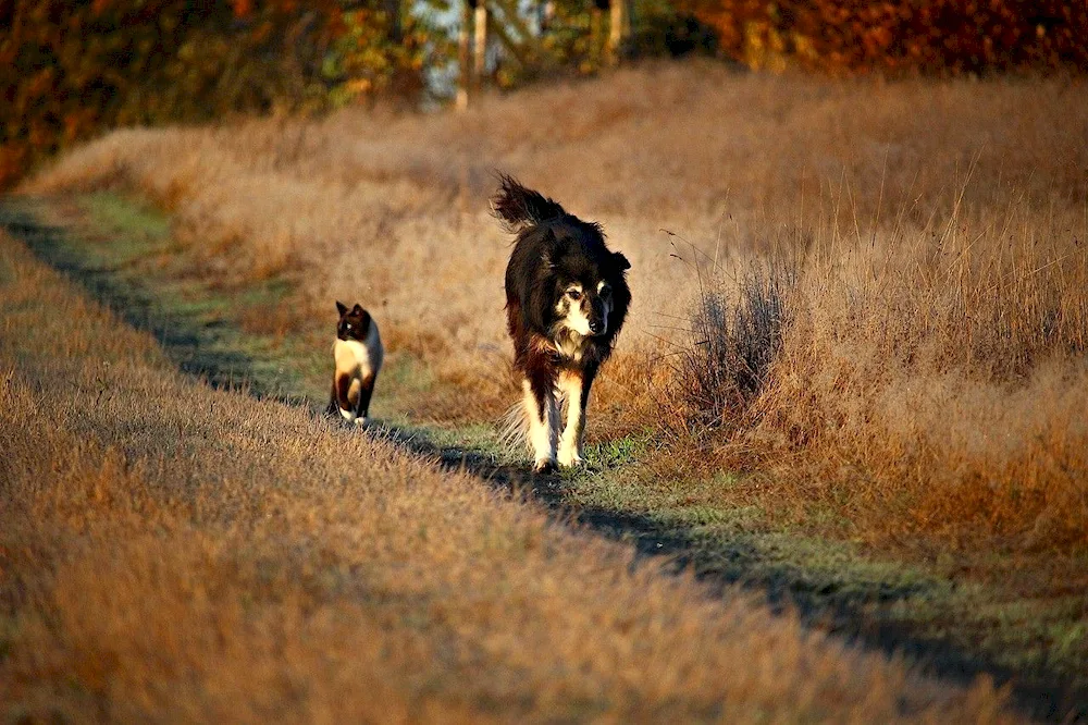 Labrador black