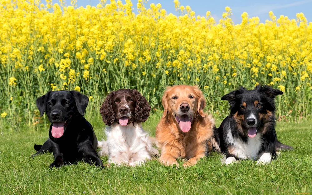 Border collie and Labrador