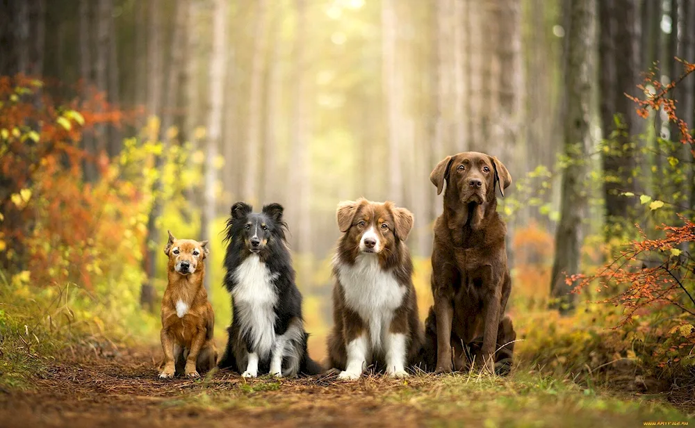 Border Collie and German Shepherd