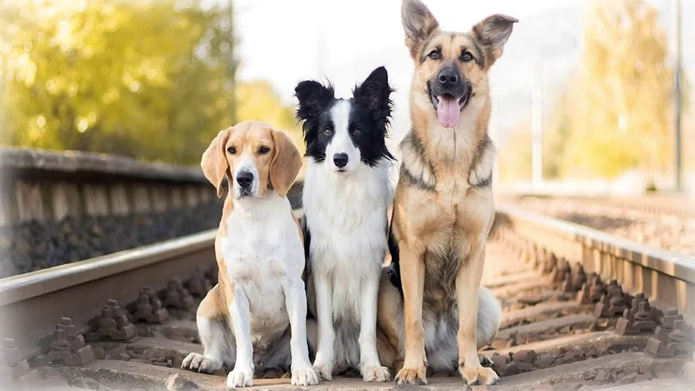 Border Collie and Sheepdog