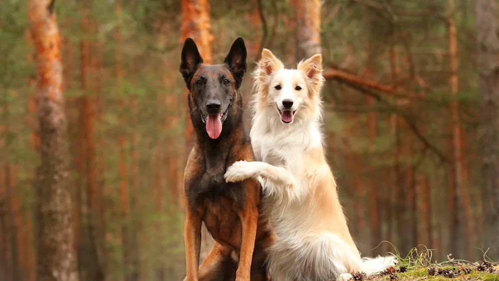 Border collie