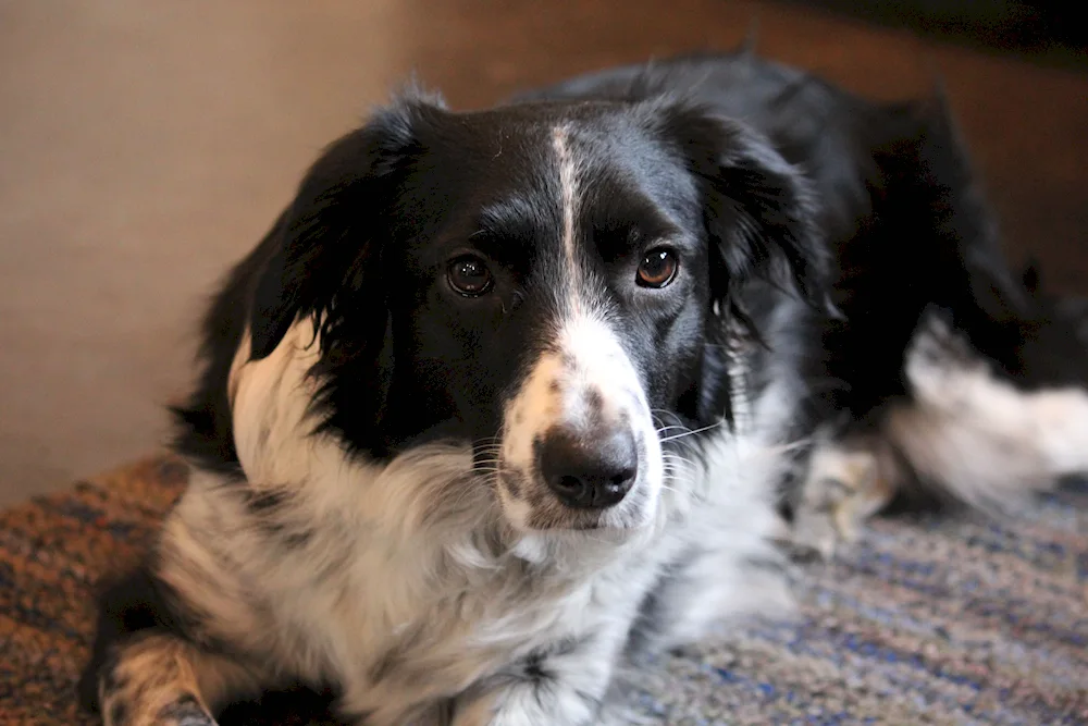 Border collie and spaniel