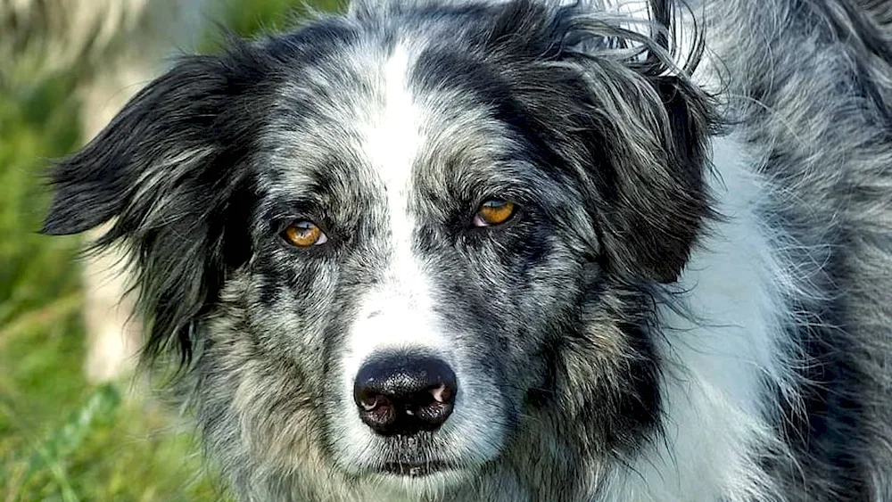 Border collie Merle