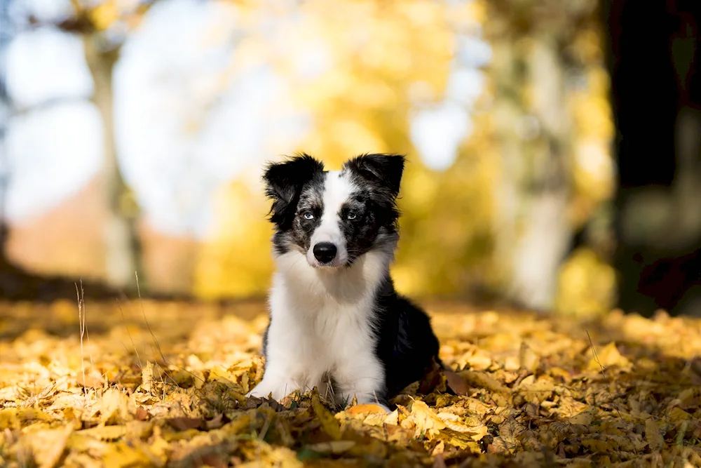 Border collie mini