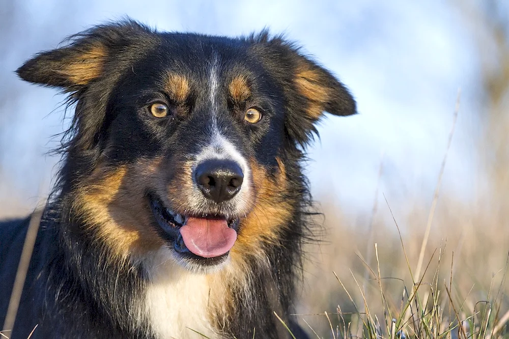 Border collie shepherd