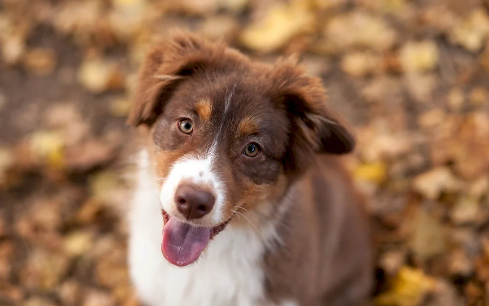 Border collie and sheepdog puppy