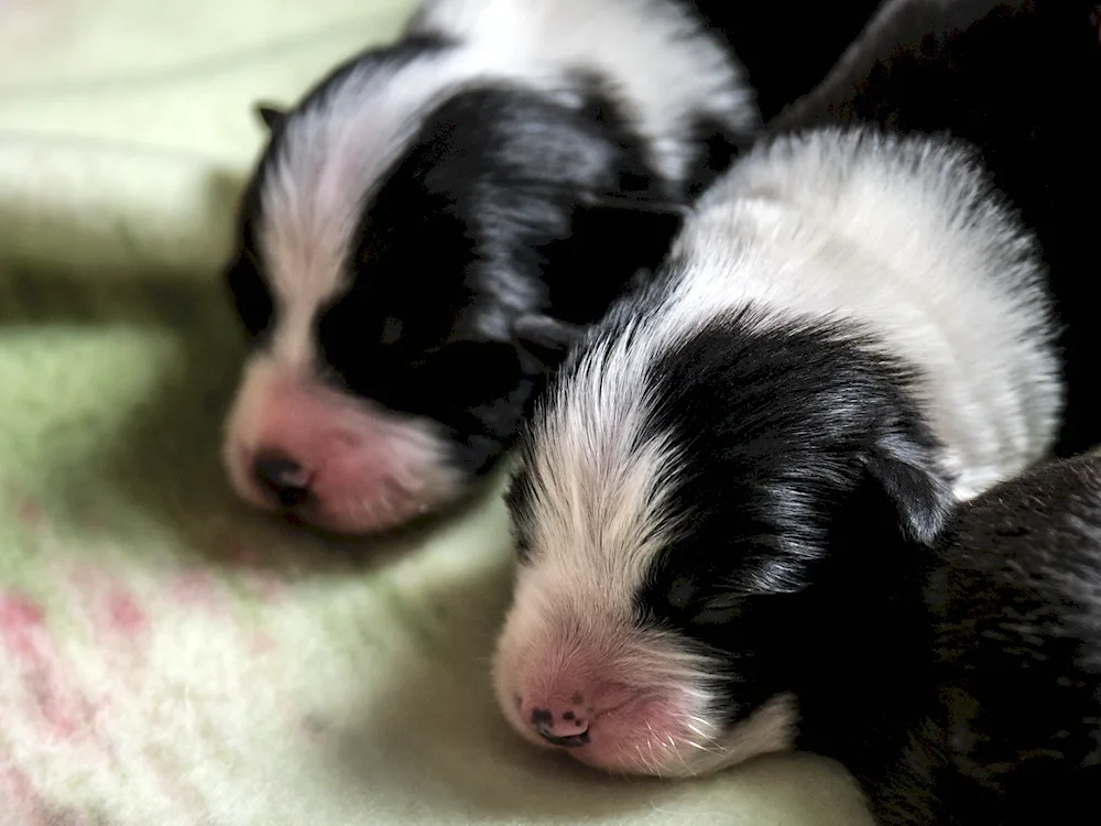 Labrador puppies