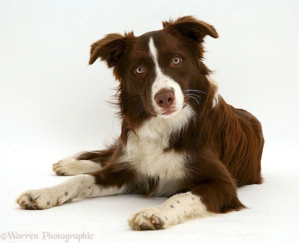 Border collie chocolate