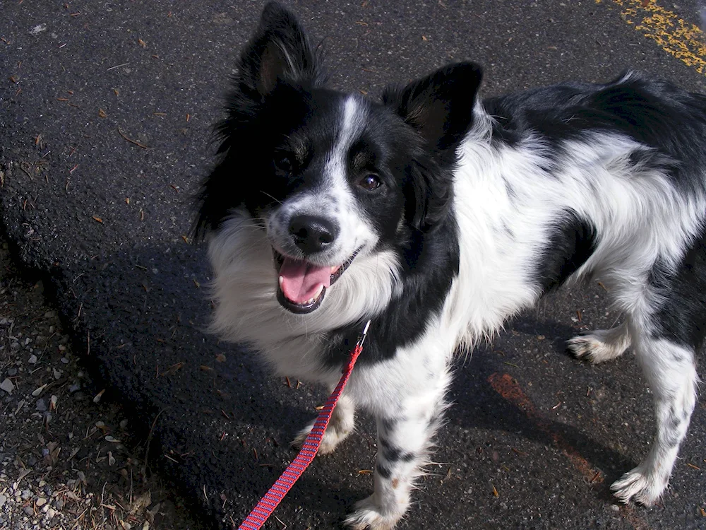 Border papillon