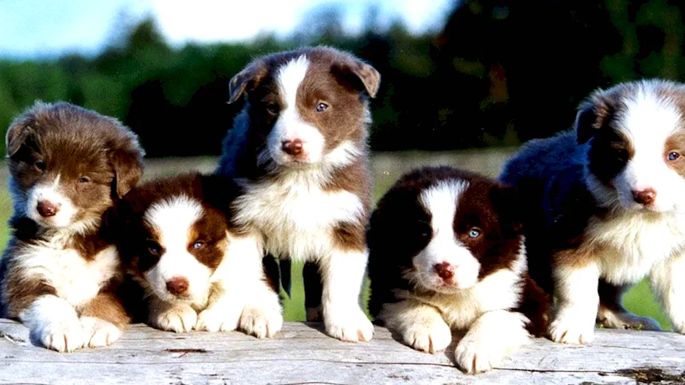 Border Collie. Collie