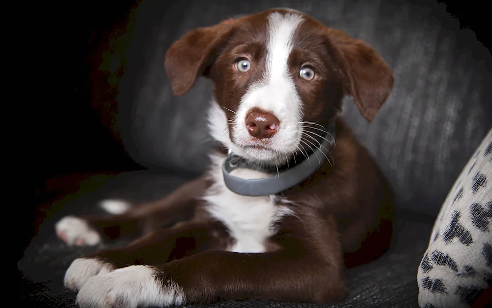 Border Collie